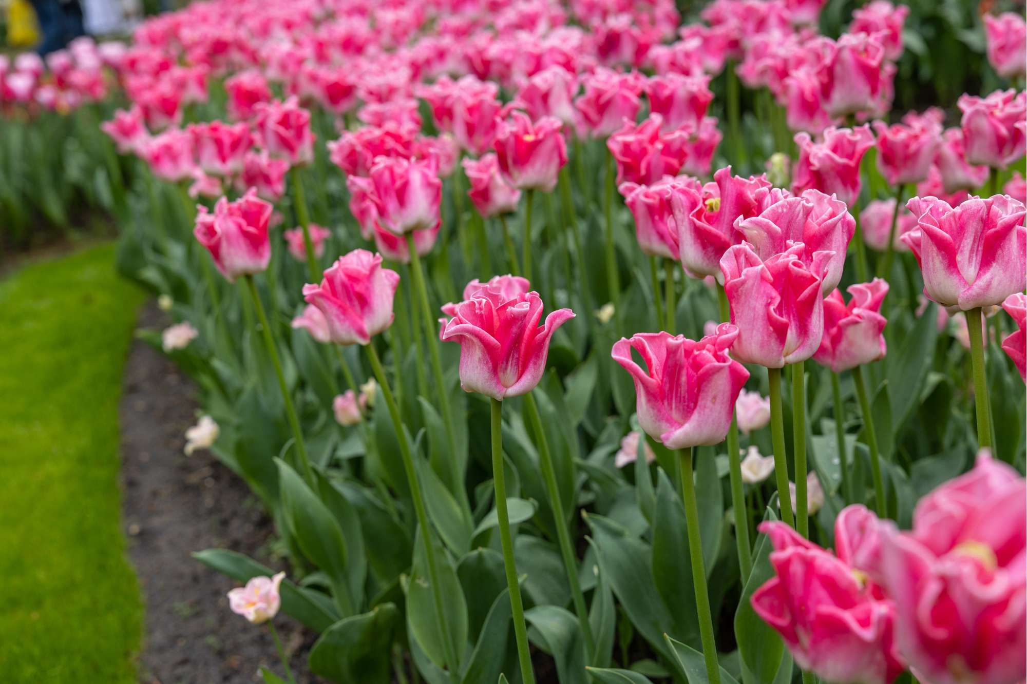 Tulpanen 'Crown of Dynasty'